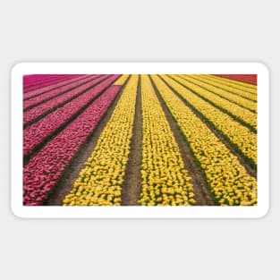 Fields of Tulips Sticker